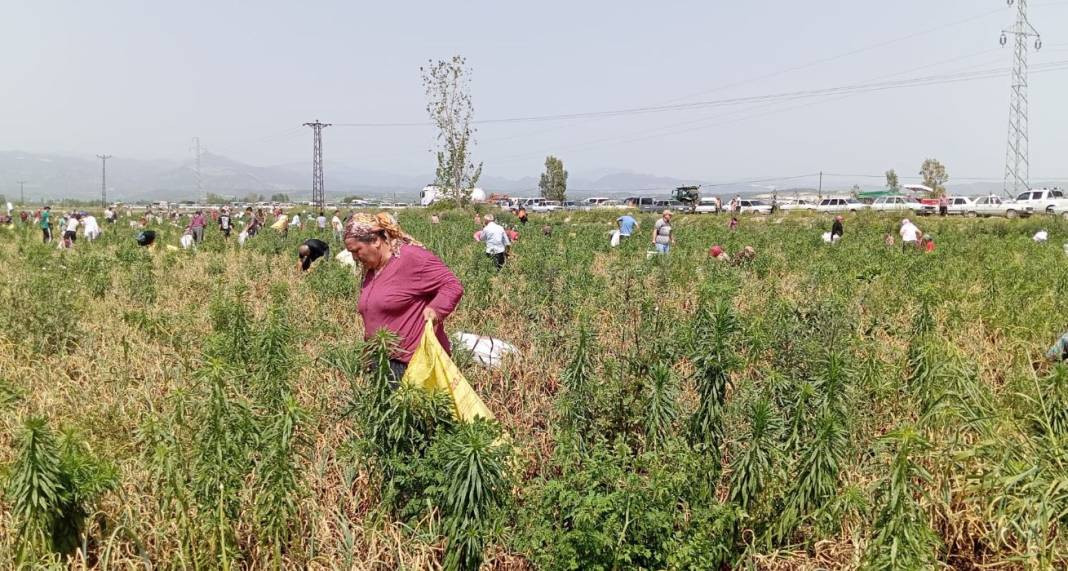 Soğanları satamayınca bedava yaptı üç bin kişi tarlayı talan etti. Ülkenin getirilen hali bu... - Resim: 4